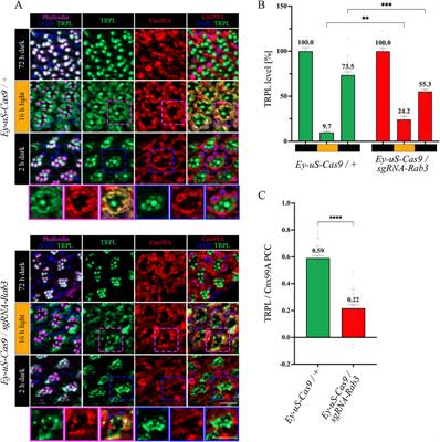 tsCRISPR based identification of Rab proteins required for the recycling of Drosophila TRPL ion channel